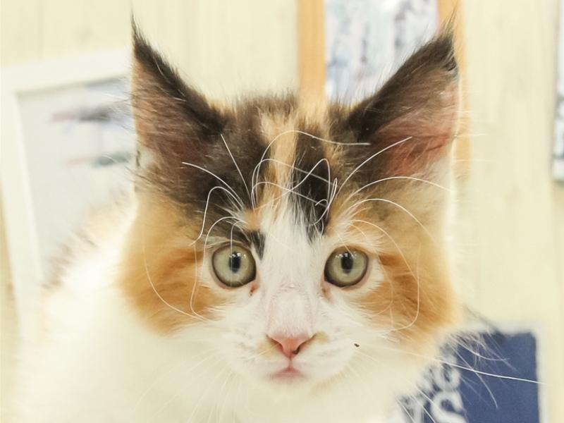 広島県のメインクーン (ワンラブ呉焼山店/2025年3月30日生まれ/女の子/キャリコ)の子猫の1枚目の画像