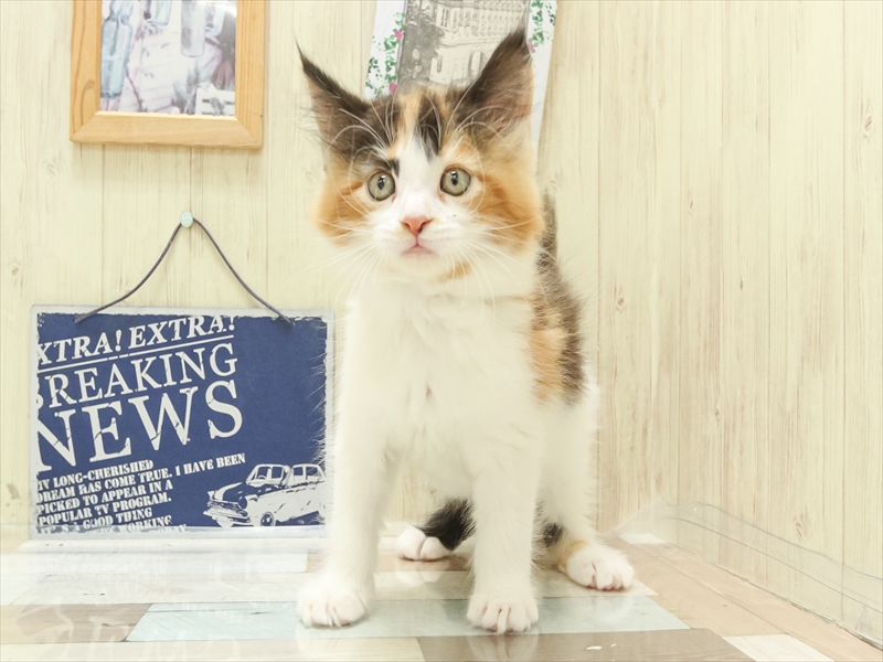 広島県のメインクーン (ワンラブ呉焼山店/2025年3月30日生まれ/女の子/キャリコ)の子猫の3枚目の画像
