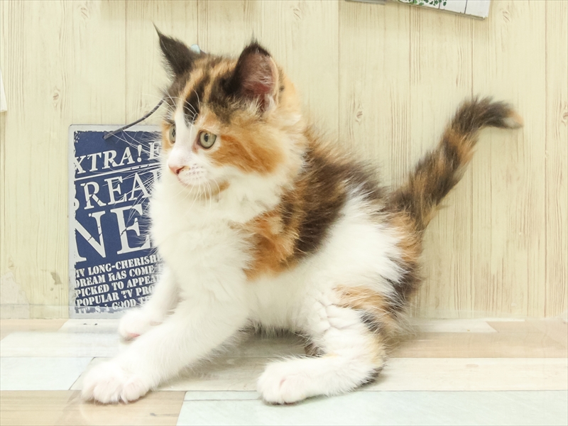 広島県のメインクーン (ワンラブ呉焼山店/2025年3月30日生まれ/女の子/キャリコ)の子猫の2枚目の画像