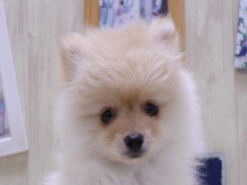 愛知県のポメラニアン (ワンラブ名古屋守山インター総本店/2025年3月31日生まれ/女の子/クリーム)の子犬