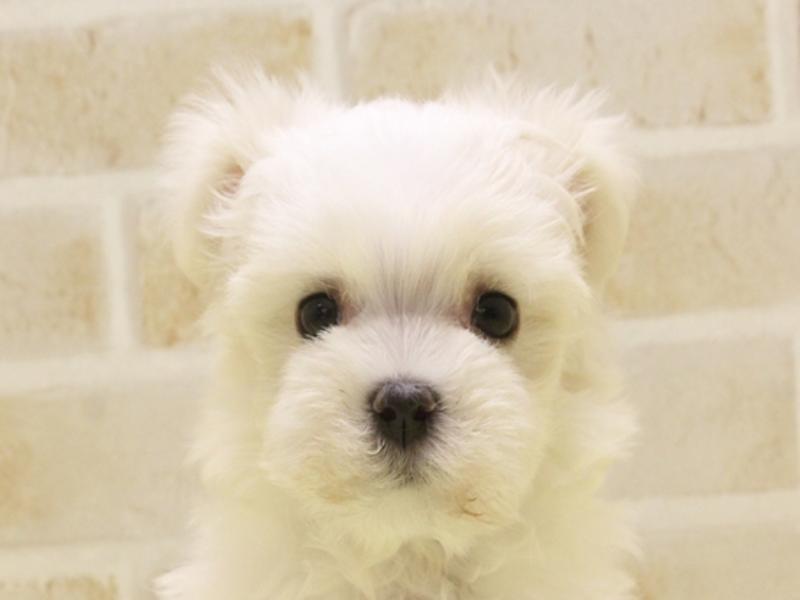 愛知県のマルチーズ (ワンラブ矢場動物堂/2025年3月31日生まれ/女の子/ホワイト)の子犬