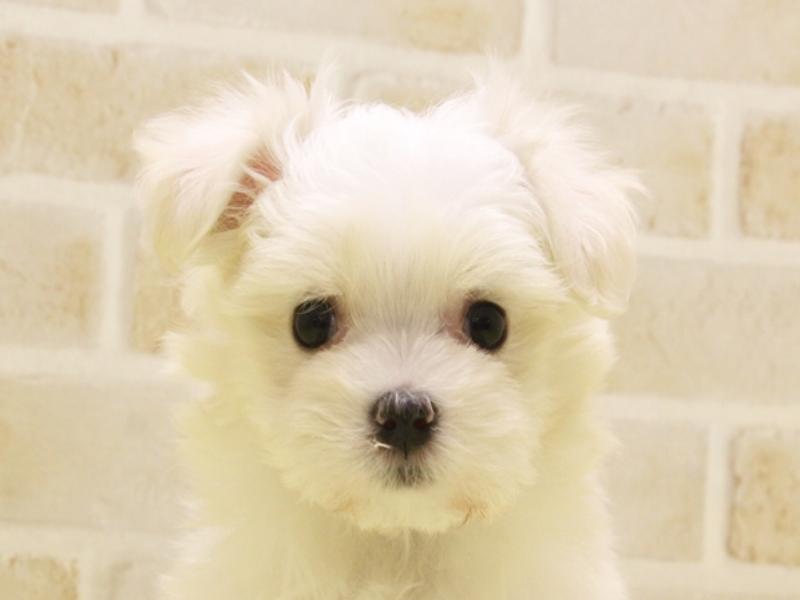 長野県のマルチーズ (ワンラブアリオ上田店/2025年3月31日生まれ/女の子/ホワイト)の子犬