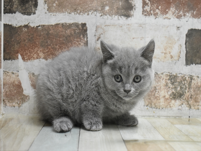 愛知県のシャルトリュー (ワンラブNEW・CROSSTOWN店/2025年4月1日生まれ/女の子/ブルー)の子猫の3枚目の画像