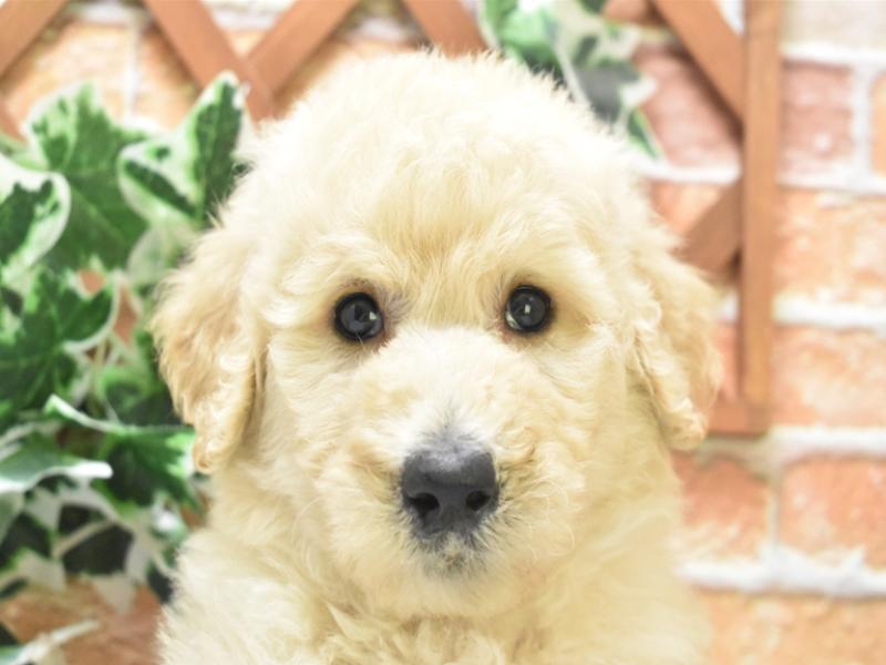 滋賀県のスタンダードプードル (ワンラブピエリ守山店/2025年3月30日生まれ/女の子/クリーム)の子犬