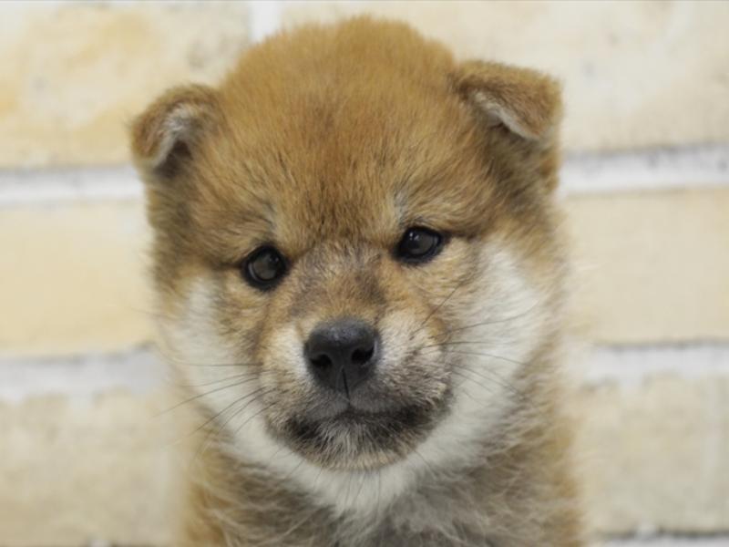 熊本県の柴犬(標準サイズ) (ワンラブゆめタウン光の森店/2025年4月1日生まれ/男の子/赤)の子犬