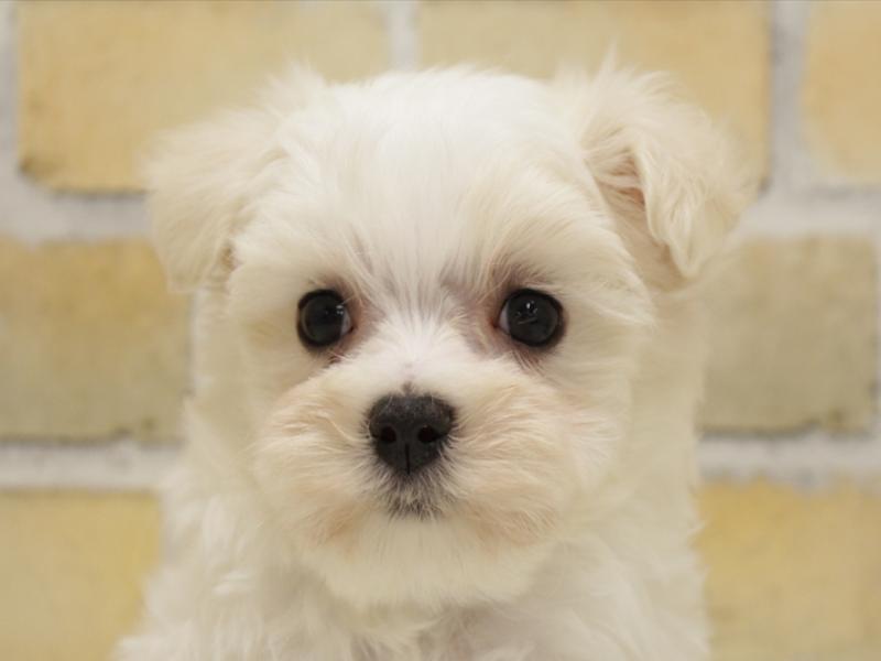 福岡県のマルチーズ (ワンラブ福岡総本店/2025年3月31日生まれ/男の子/ホワイト)の子犬
