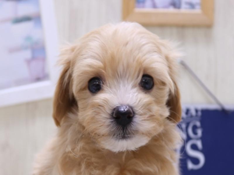 愛知県のマルプー(マルチーズ×プードル) (ワンラブ名古屋守山インター総本店/2025年4月2日生まれ/男の子/アプリコットホワイト)の子犬