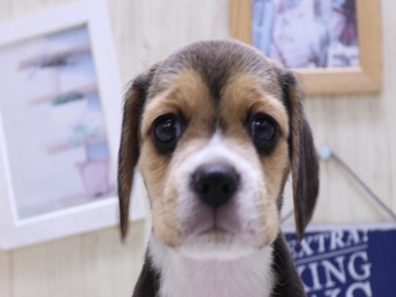 滋賀県のビーグル (ワンラブピエリ守山店/2025年4月1日生まれ/女の子/ハウンドカラー)の子犬