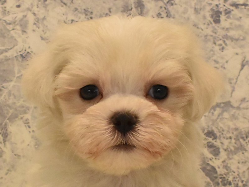 東京都のマルチーズ (ワンラブ東京葛飾総本店/2025年4月2日生まれ/男の子/ホワイト)の子犬