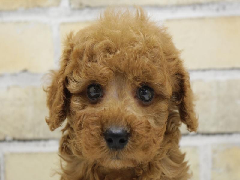 福岡県のトイプードル(トイ) (ワンラブ福岡総本店/2025年4月1日生まれ/女の子/レッド)の子犬