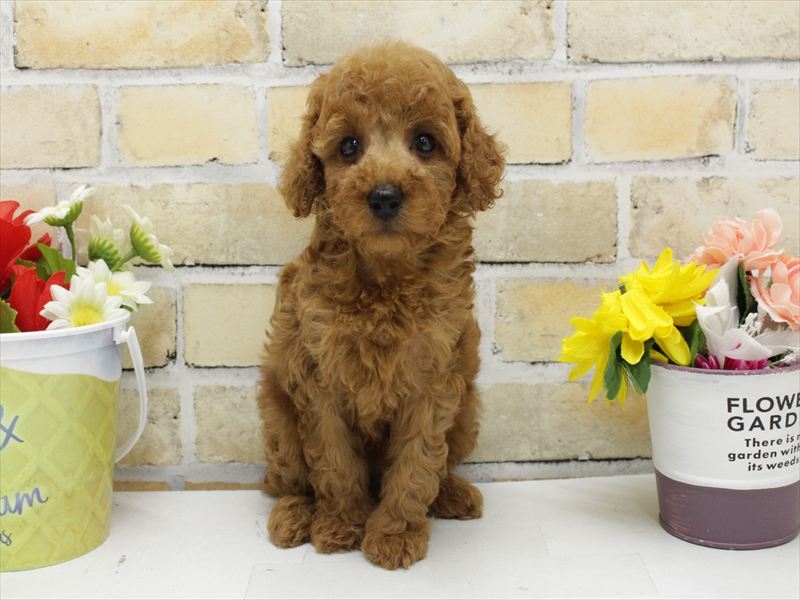 福岡県のトイプードル(トイ) (ワンラブ福岡総本店/2025年4月1日生まれ/女の子/レッド)の子犬の2枚目の画像