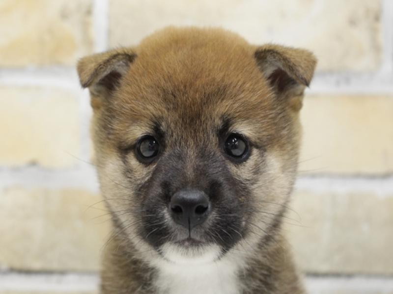 広島県の柴犬(標準サイズ) (ワンラブカインズ広島LECT店/2025年4月3日生まれ/女の子/赤)の子犬