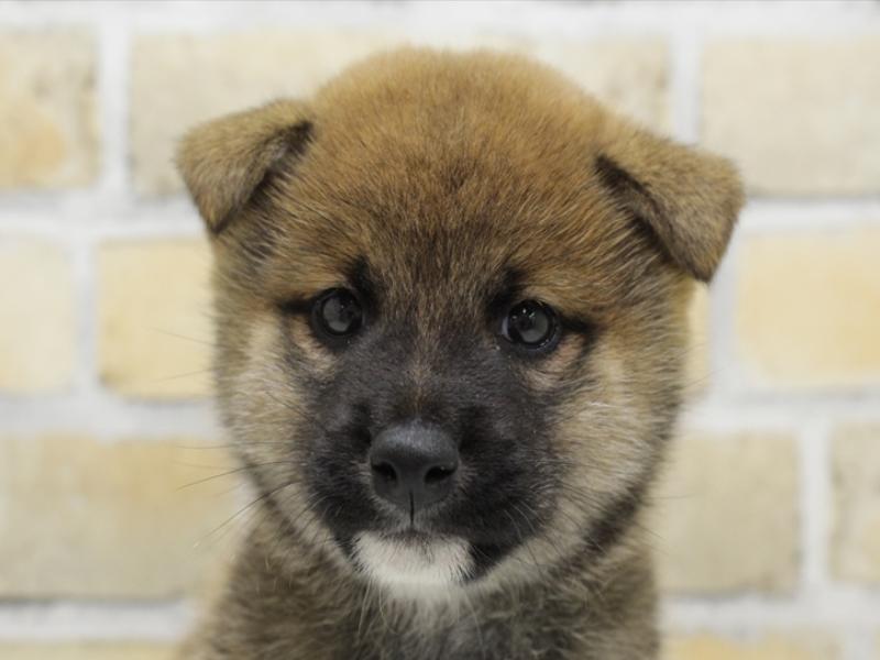 広島県の柴犬(標準サイズ) (ワンラブ福山ポートプラザ天満屋店/2025年4月3日生まれ/男の子/赤)の子犬