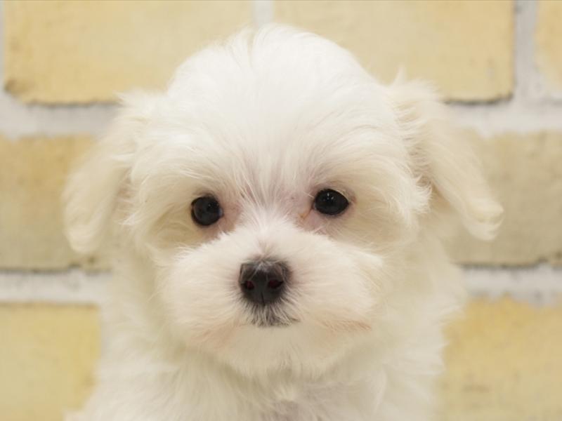 福岡県のマルチーズ (ワンラブ福岡総本店/2025年4月2日生まれ/男の子/ホワイト)の子犬