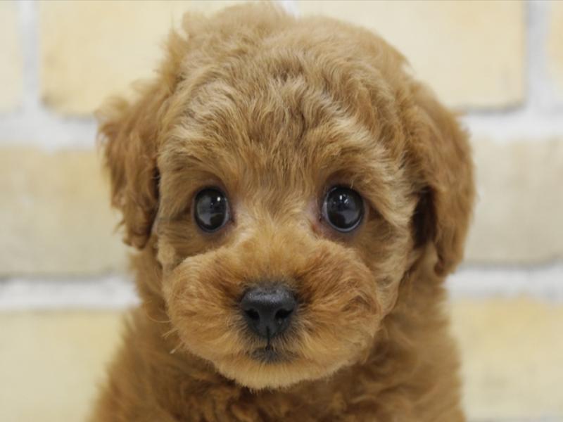 福岡県のタイニープードル (ワンラブ福岡総本店/2025年4月1日生まれ/女の子/レッド)の子犬の1枚目の画像