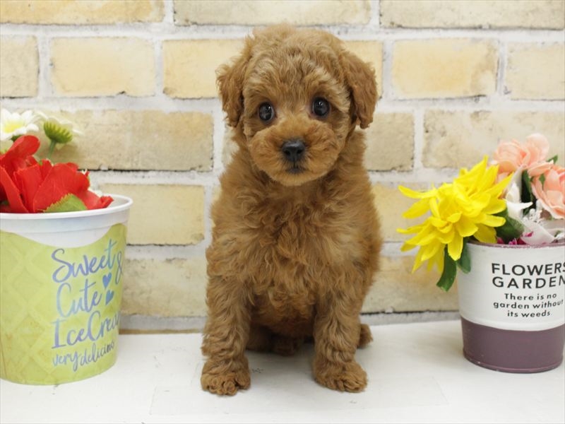 福岡県のタイニープードル (ワンラブ福岡総本店/2025年4月1日生まれ/女の子/レッド)の子犬の2枚目の画像