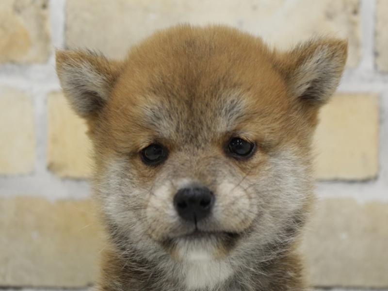 福岡県の豆柴 (ワンラブ福岡総本店/2025年4月3日生まれ/男の子/赤)の子犬