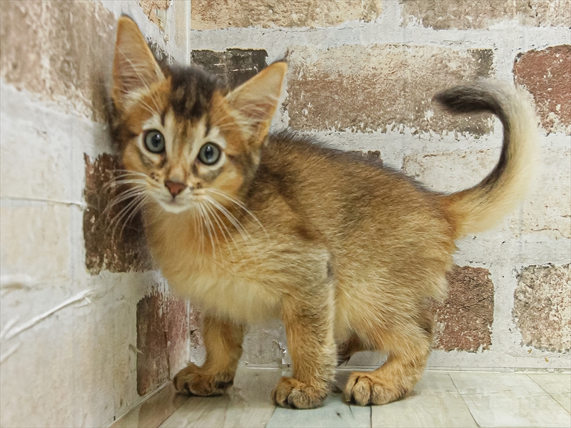 山形県のソマリ (ワンラブイオンモール三川店/2025年4月2日生まれ/男の子/ルディ)の子猫の2枚目の画像