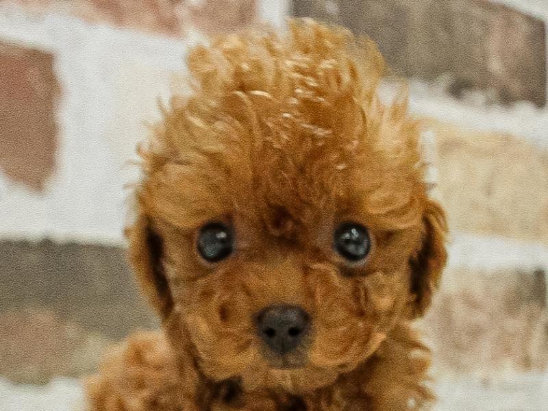 山形県のタイニープードル (ワンラブイオンモール三川店/2025年4月6日生まれ/男の子/レッド)の子犬