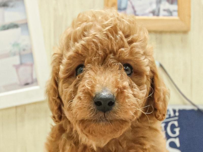 愛知県のトイプードル(トイ) (ワンラブ名古屋守山インター総本店/2025年4月6日生まれ/男の子/アプリコット)の子犬