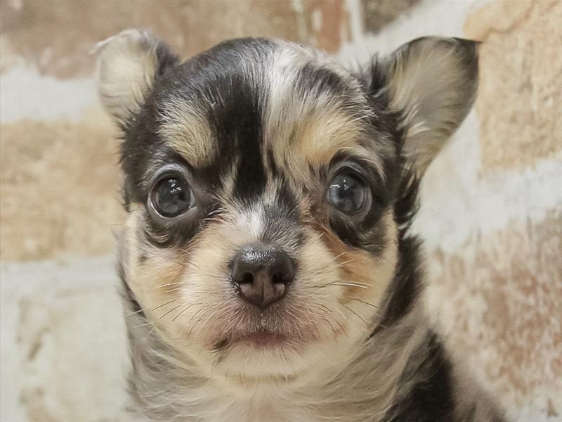 愛知県のチワワ(ロング) (ワンラブ星崎店(FC)/2025年4月5日生まれ/男の子/ブルーマール)の子犬