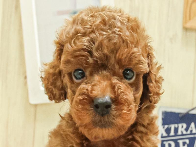 愛知県のトイプードル(トイ) (ワンラブドン・キホーテ パウ中川山王店/2025年4月4日生まれ/男の子/レッドフォーン)の子犬