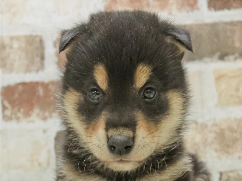 愛知県の柴犬(標準サイズ) (ワンラブ名古屋守山インター総本店/2025年4月5日生まれ/男の子/黒)の子犬