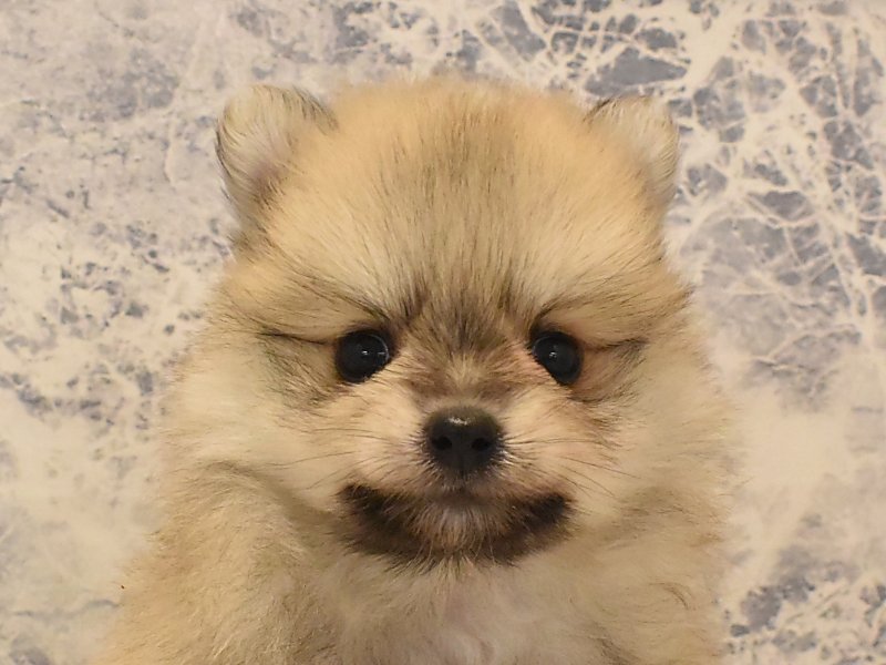 神奈川県のポメラニアン (ワンラブカインズ三浦店/2025年4月3日生まれ/男の子/オレンジ)の子犬
