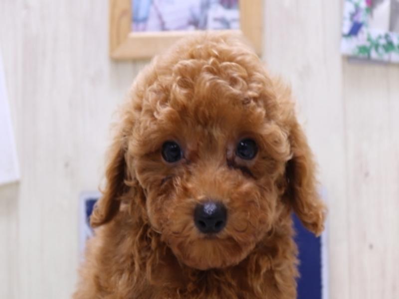 愛知県のトイプードル(トイ) (ワンラブ名古屋守山インター総本店/2025年4月5日生まれ/男の子/レッドフォーン)の子犬