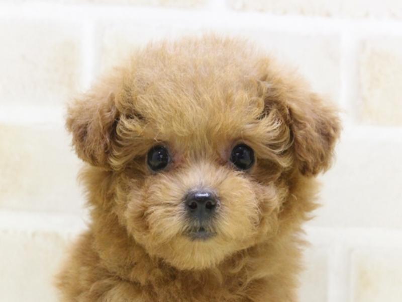 東京都のタイニープードル (ワンラブ東京葛飾総本店/2025年4月7日生まれ/女の子/レッド)の子犬