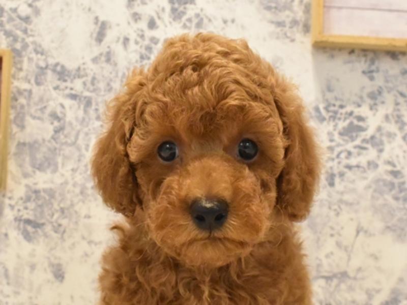 東京都のトイプードル(トイ) (ワンラブ東京葛飾総本店/2025年4月7日生まれ/男の子/レッド)の子犬