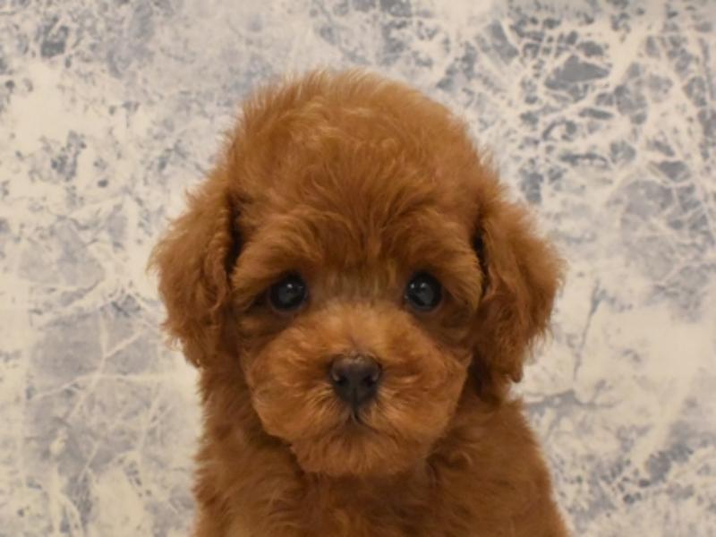 埼玉県のタイニープードル (ワンラブアリオ川口店/2025年4月6日生まれ/女の子/レッド)の子犬