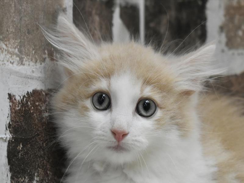 愛知県のノルウェージャンフォレストキャット (ワンラブ名古屋守山インター総本店/2025年4月8日生まれ/男の子/クリームタビーホワイト)の子猫