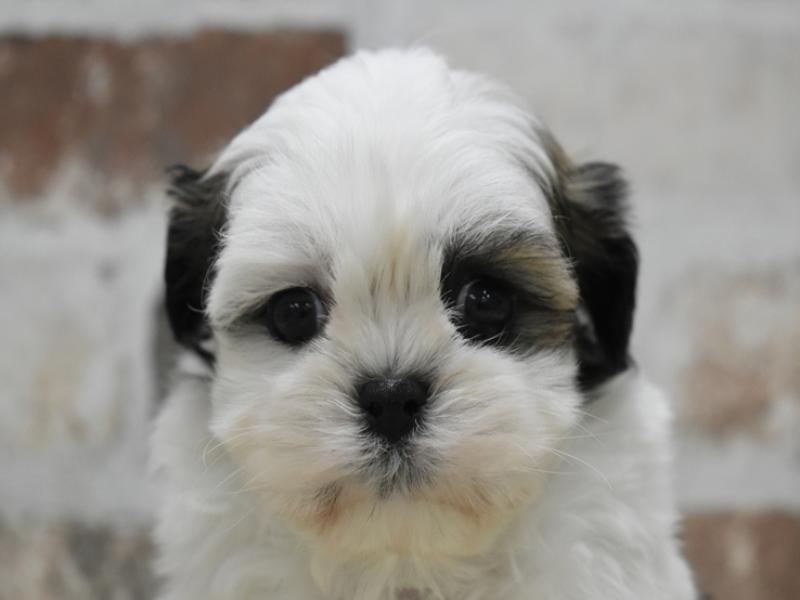愛知県のハーフ犬・ミックス犬 (ワンラブ名古屋守山インター総本店/2025年4月8日生まれ/女の子/ホワイトゴールド)の子犬