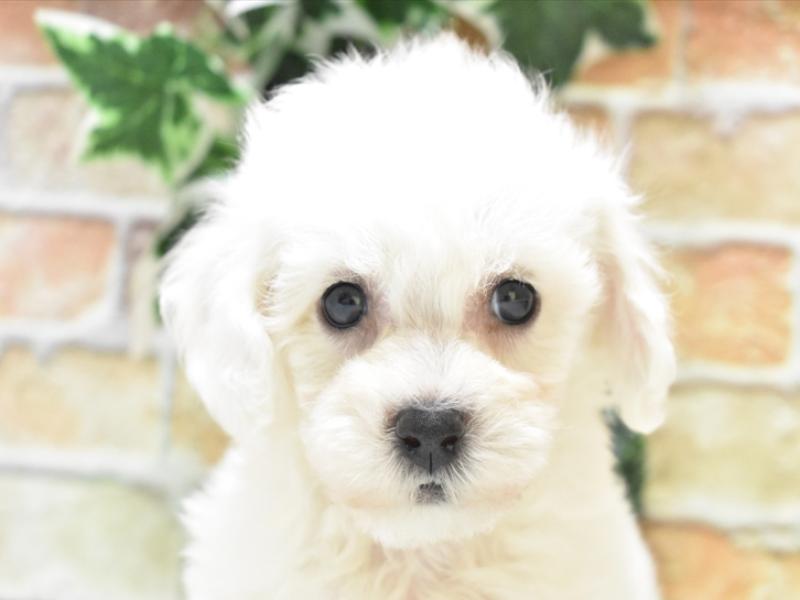 静岡県のビションフリーゼ (ワンラブ静岡PARCO店/2025年4月6日生まれ/男の子/ホワイト)の子犬