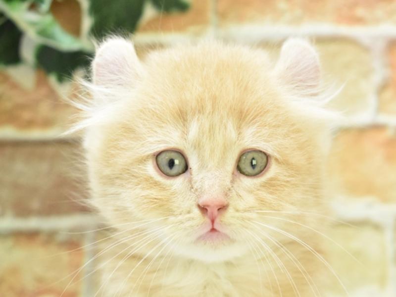 東京都のアメリカンカール (ワンラブ東京葛飾総本店/2025年4月6日生まれ/男の子/クリーム)の子猫