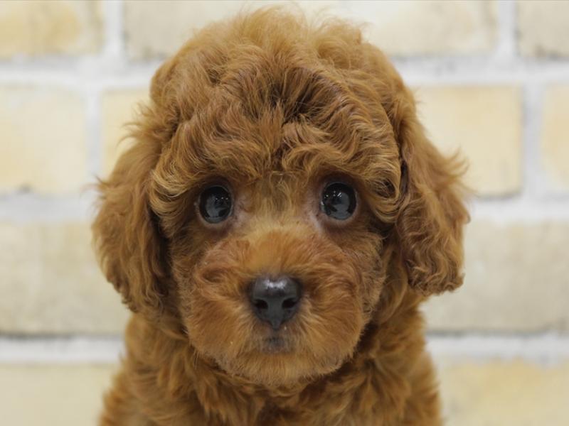 大分県のトイプードル(トイ) (ワンラブゆめタウン別府店/2025年4月6日生まれ/男の子/レッド)の子犬