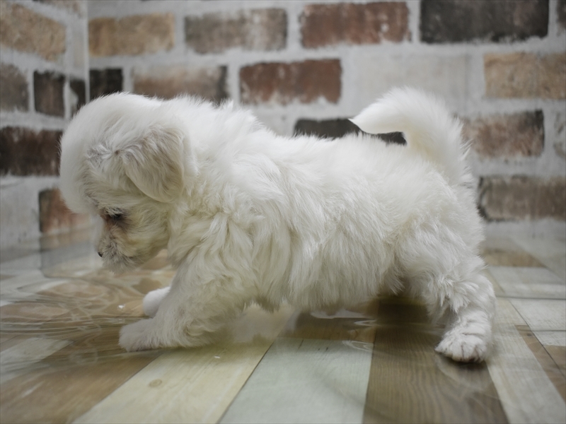 奈良県のマルチーズ (ワンラブミ・ナーラ奈良店/2025年4月7日生まれ/男の子/ホワイト)の子犬の3枚目の画像