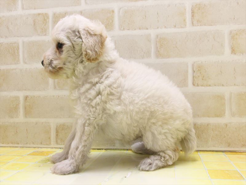 広島県のトイプードル(トイ) (ワンラブ呉焼山店/2025年4月7日生まれ/男の子/クリーム)の子犬の3枚目の画像