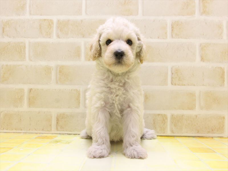 広島県のトイプードル(トイ) (ワンラブ呉焼山店/2025年4月7日生まれ/男の子/クリーム)の子犬の2枚目の画像