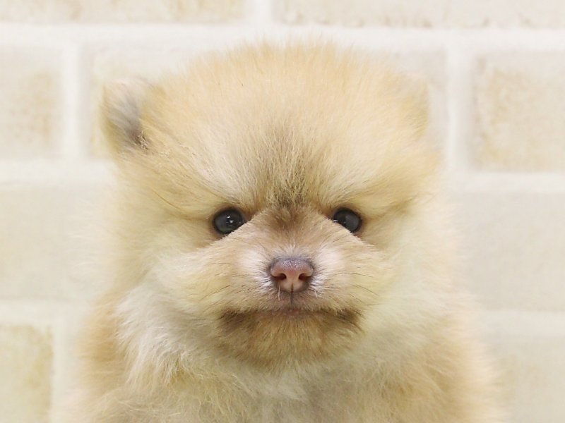 東京都のポメラニアン (ワンラブ東京葛飾総本店/2025年4月8日生まれ/男の子/オレンジ)の子犬