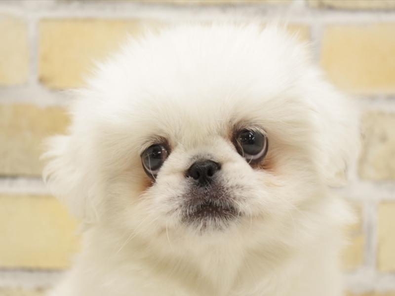 広島県のペキニーズ (ワンラブカインズ広島LECT店/2025年4月9日生まれ/男の子/ホワイト)の子犬