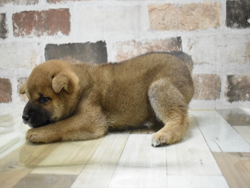 兵庫県の柴犬(標準サイズ) (ワンラブブルメール舞多聞店/2025年4月10日生まれ/男の子/赤)の子犬の3枚目の画像