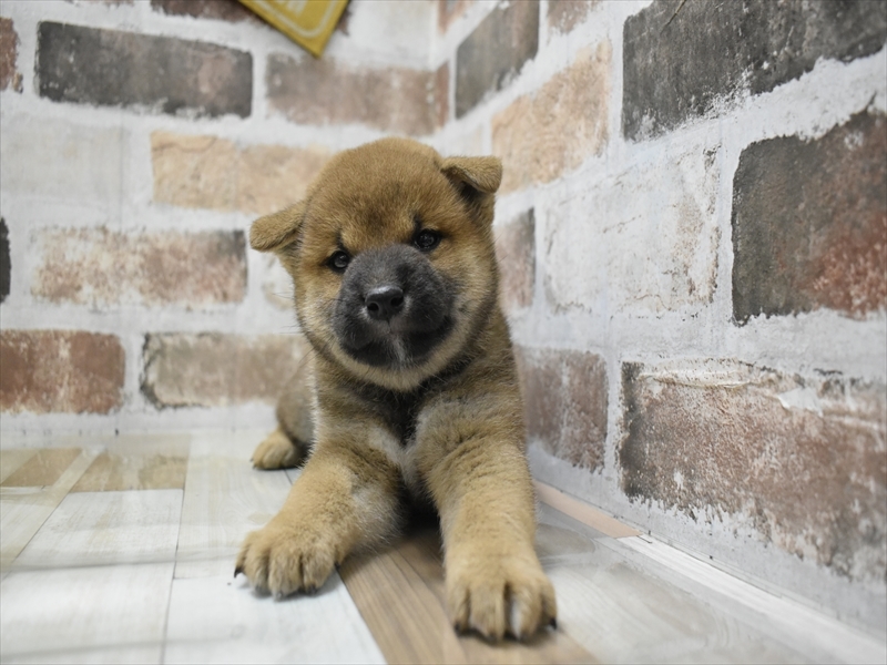 兵庫県の柴犬(標準サイズ) (ワンラブブルメール舞多聞店/2025年4月10日生まれ/男の子/赤)の子犬の2枚目の画像
