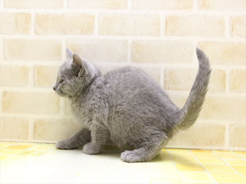 福岡県のシャルトリュー (ワンラブ福岡総本店/2025年4月12日生まれ/女の子/ブルー)の子猫の3枚目の画像