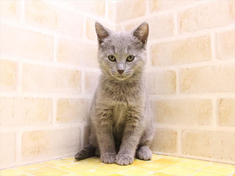 福岡県のシャルトリュー (ワンラブ福岡総本店/2025年4月12日生まれ/女の子/ブルー)の子猫の2枚目の画像