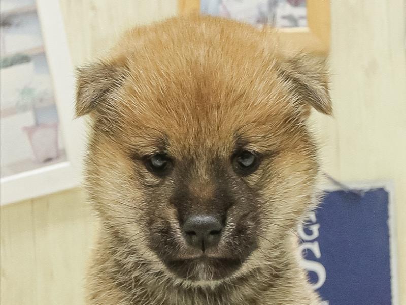 香川県の柴犬(標準サイズ) (ワンラブイオンタウン宇多津店/2025年4月12日生まれ/女の子/赤)の子犬