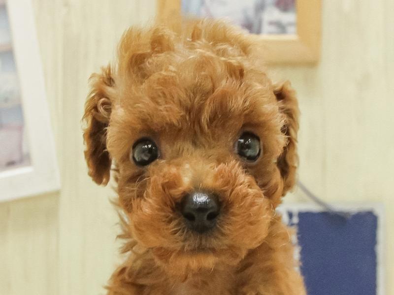 兵庫県のトイプードル(トイ) (ワンラブMEGAドン・キホーテ姫路広畑店/2025年4月12日生まれ/男の子/レッド)の子犬