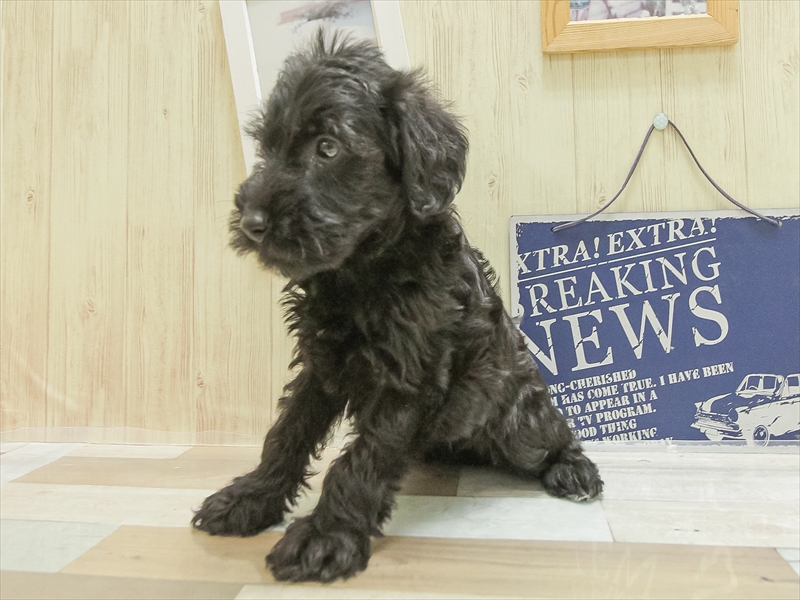 山形県のシュナプー(シュナウザー×プードル) (ワンラブイオンモール三川店/2025年4月13日生まれ/女の子/ブラック)の子犬の2枚目の画像