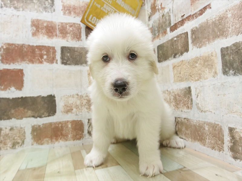 愛知県のグレートピレニーズ (ワンラブおっきなもふもふ名古屋総本店/2025年4月12日生まれ/女の子/ホワイト)の子犬の3枚目の画像